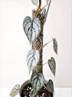 Load image into Gallery viewer, Philodendron Brandtianum #4
