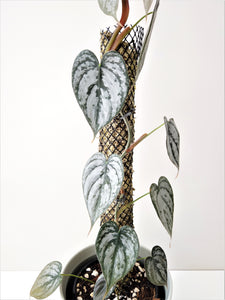 Philodendron Brandtianum #4