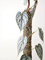 Load image into Gallery viewer, Philodendron Brandtianum #4
