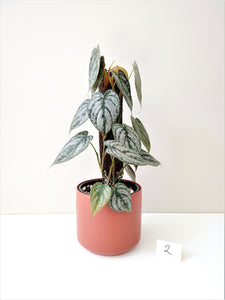 Philodendron Brandtianum #2