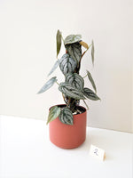 Load image into Gallery viewer, Philodendron Brandtianum #2
