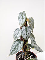 Load image into Gallery viewer, Philodendron Brandtianum #2
