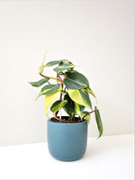 Load image into Gallery viewer, Philodendron Brazil &quot;Heart-Leaf Philodendron&quot;
