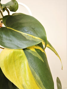Philodendron Brazil "Heart-Leaf Philodendron"
