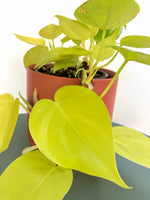 Load image into Gallery viewer, Philodendron Cordatum Lime &quot;Heart-Leaf Philodendron&quot;
