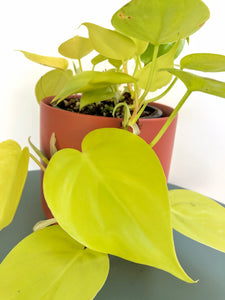 Philodendron Cordatum Lime "Heart-Leaf Philodendron"