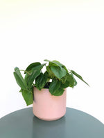Load image into Gallery viewer, Philodendron Cordatum &quot;Heart-Leaf Philodendron&quot;
