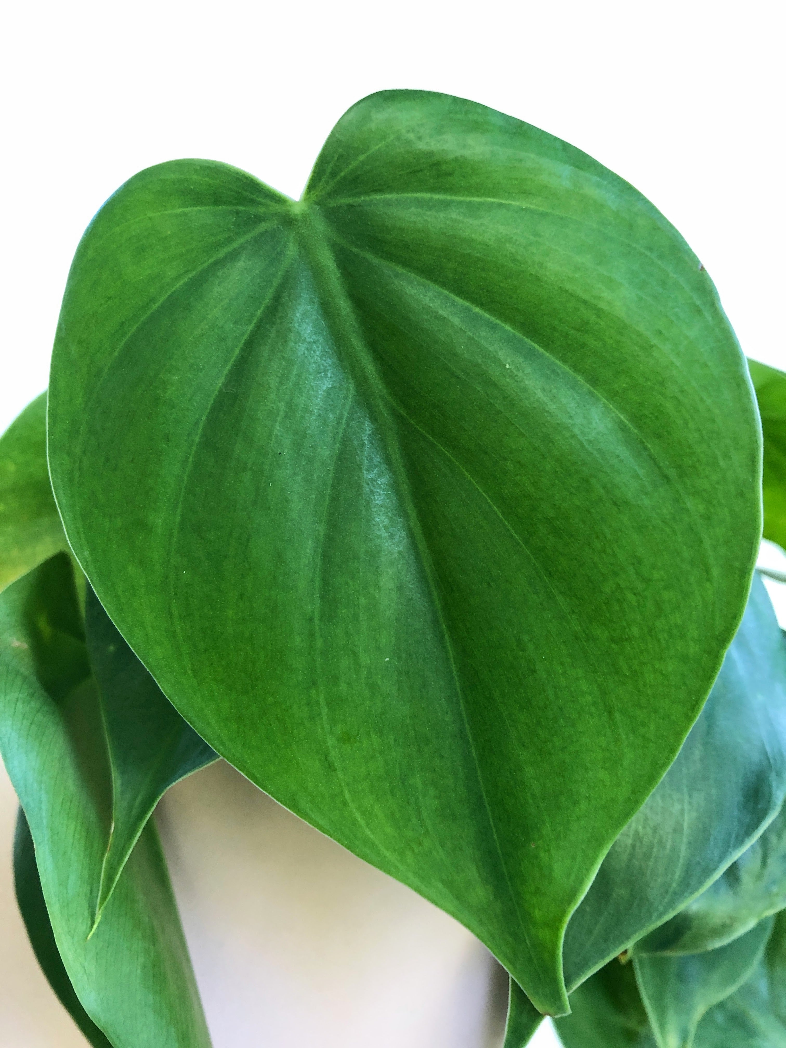 Philodendron Cordatum "Heart-Leaf Philodendron"