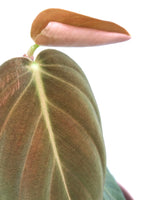 Load image into Gallery viewer, Philodendron Gigas
