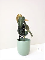 Load image into Gallery viewer, Philodendron Melanochrysum #6
