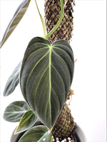 Load image into Gallery viewer, Philodendron Melanochrysum #5
