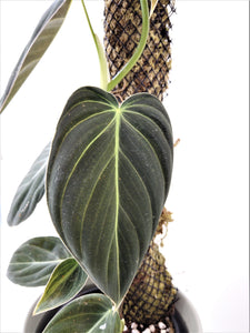 Philodendron Melanochrysum #5