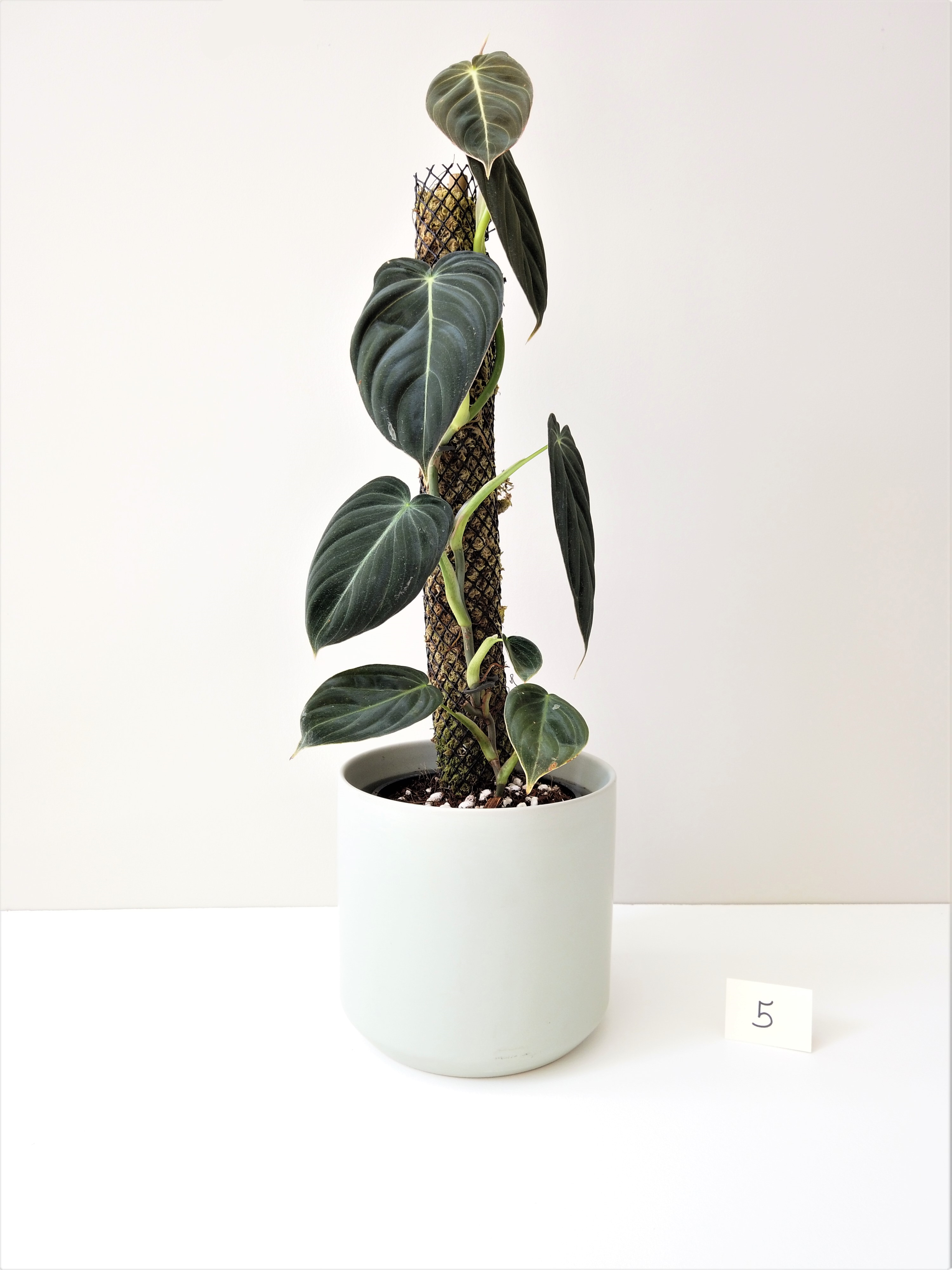 Philodendron Melanochrysum #5