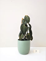 Load image into Gallery viewer, Philodendron Melanochrysum #3
