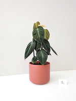 Load image into Gallery viewer, Philodendron Melanochrysum #1
