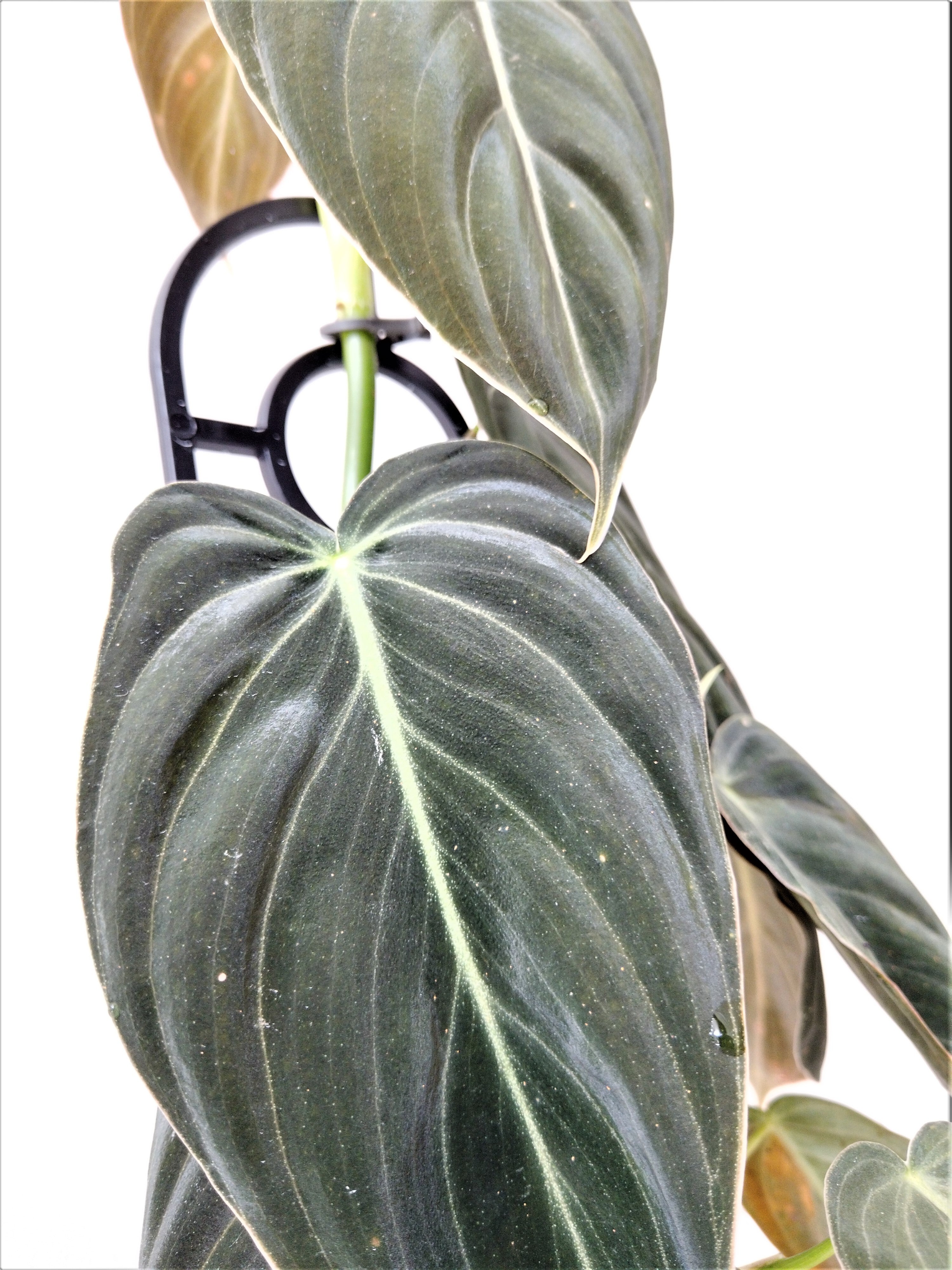 Philodendron Melanochrysum #7