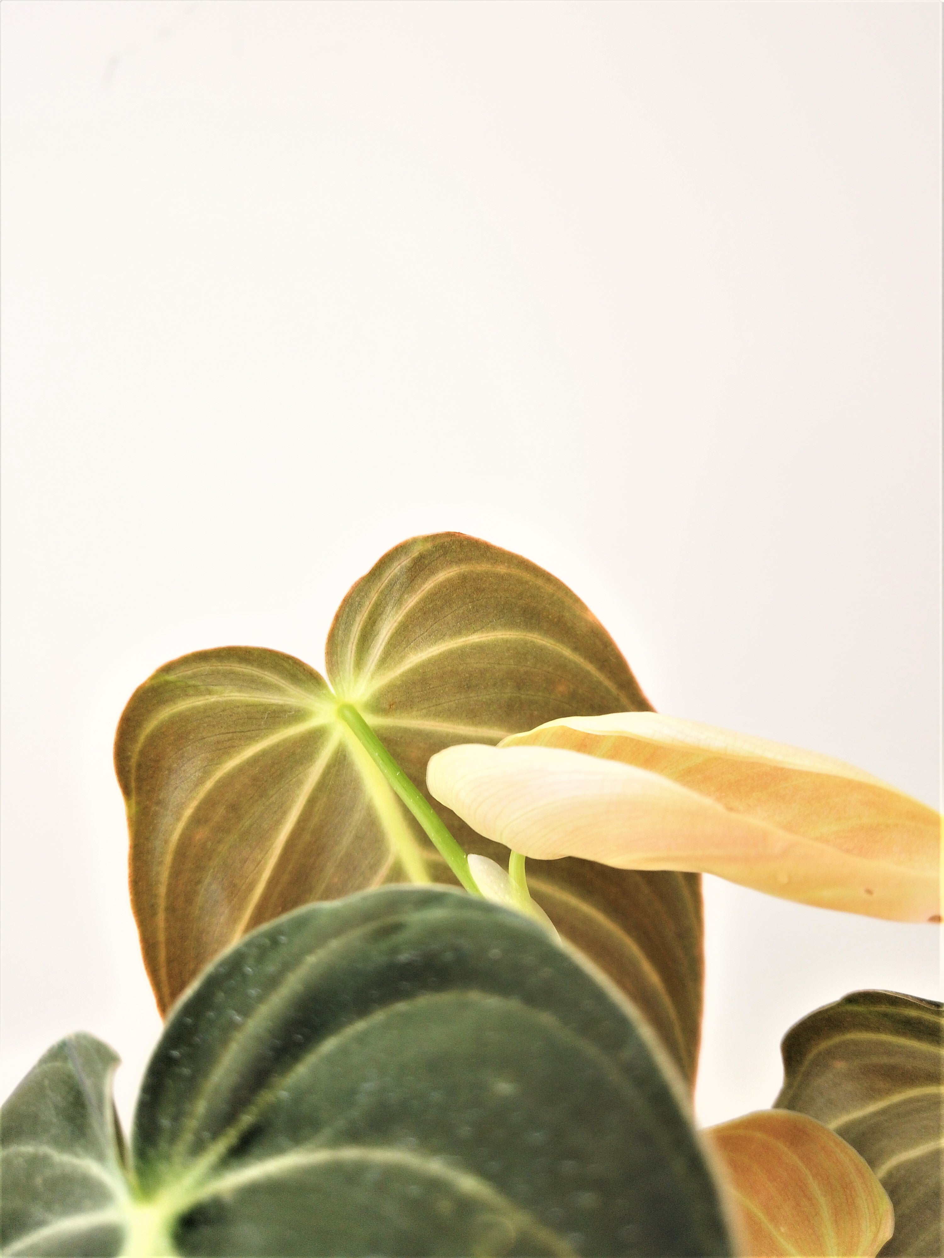 Philodendron Melanochrysum #1