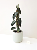 Load image into Gallery viewer, Philodendron Melanochrysum #5
