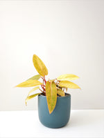 Load image into Gallery viewer, Philodendron Painted Lady
