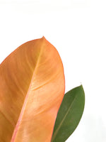 Load image into Gallery viewer, Philodendron Prince of Orange
