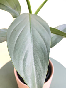 Philodendron Silver Sword