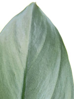 Load image into Gallery viewer, Philodendron Silver Sword
