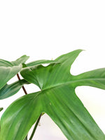 Load image into Gallery viewer, Philodendron Florida ghost close up
