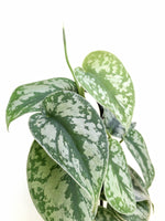 Load image into Gallery viewer, Silver pothos close up 
