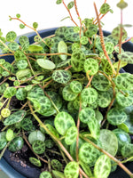 Load image into Gallery viewer, String of Turtles &#39;Peperomia Prostrata&#39;
