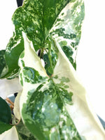 Load image into Gallery viewer, Syngonium Fantasy -highly variegated
