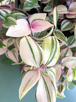 Load image into Gallery viewer, Tradescantia Fluminensis Tricolour
