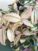 Load image into Gallery viewer, Tradescantia Fluminensis Tricolour
