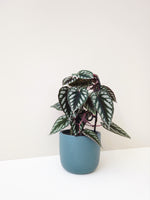 Load image into Gallery viewer, Begonia Rex Vine Cissus Discolor
