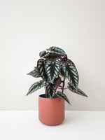 Load image into Gallery viewer, Begonia Rex Vine Cissus Discolor
