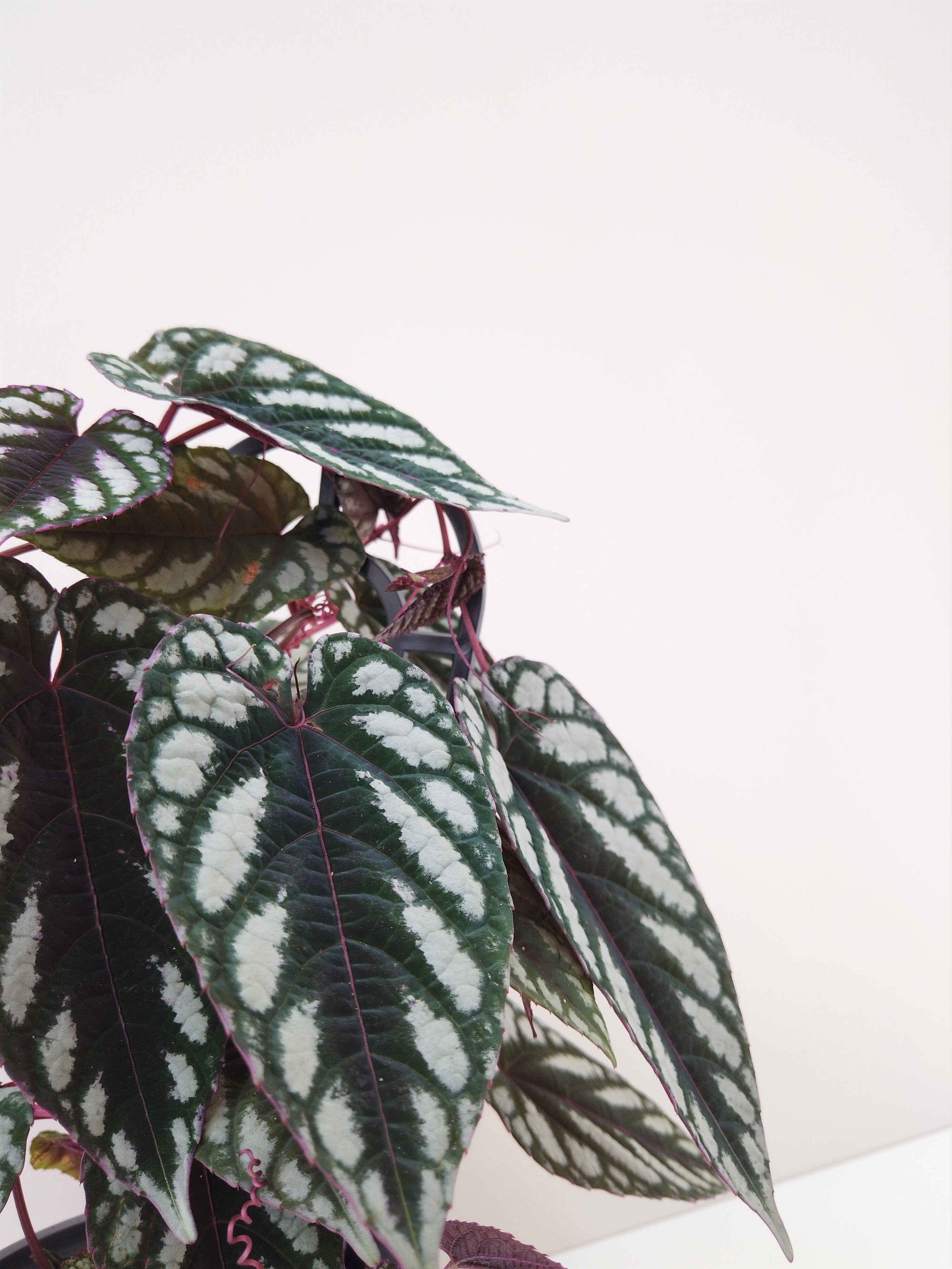 Begonia Rex Vine Cissus Discolor