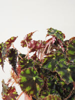 Load image into Gallery viewer, Begonia Boweri &#39;Tiger Paws&#39;
