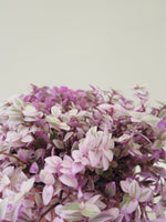 Load image into Gallery viewer, Callisia Repens &#39;Pink Panther&#39;
