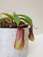 Load image into Gallery viewer, Nepenthes Ventrata &quot;Carnivorous plant&quot;
