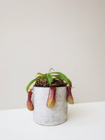 Load image into Gallery viewer, Nepenthes Ventrata &quot;Carnivorous plant&quot;

