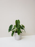 Load image into Gallery viewer, Philodendron Esmeraldense
