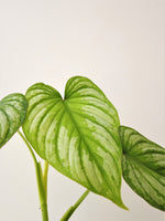 Load image into Gallery viewer, Philodendron Mamei &#39;Silver Cloud&#39;
