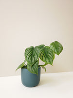 Load image into Gallery viewer, Philodendron Mamei &#39;Silver Cloud&#39;
