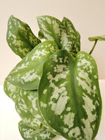 Load image into Gallery viewer, Scindapsus Pictus Exotica &quot;Satin Pothos&quot; - trailing
